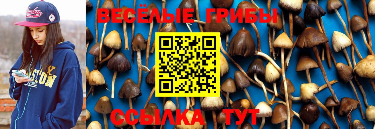 Псилоцибиновые грибы Psilocybe Светлоград